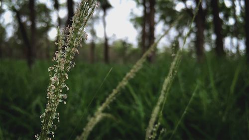 Close-up of plants in forest