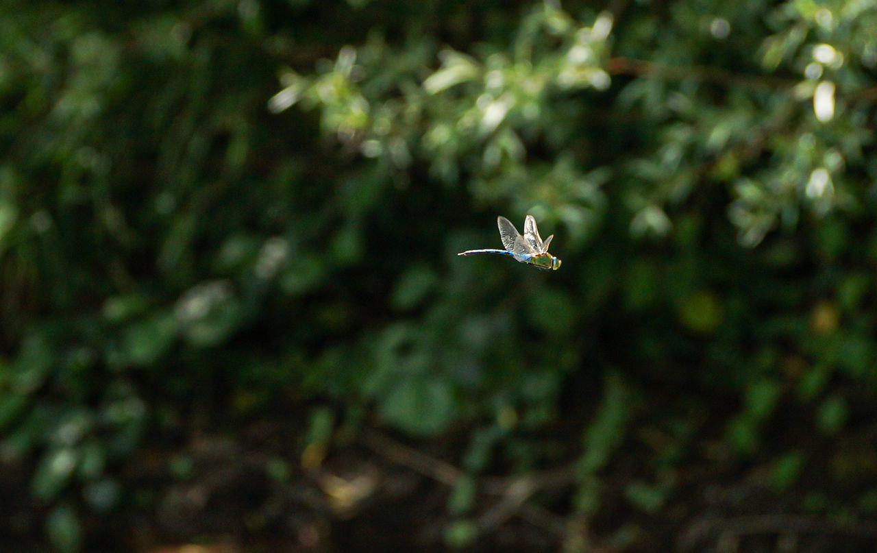 CLOSE-UP OF WHITE FLOWER ON PLANT