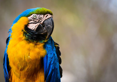 Close-up of gold and blue macaw