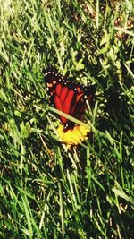 Butterfly perching on flower