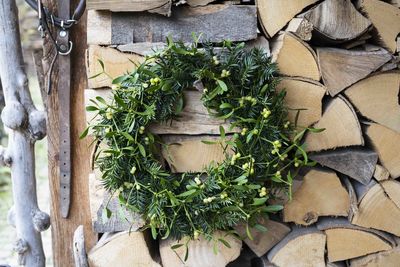 Close-up of potted plant against wall