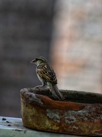 Close-up of bird perching on wood