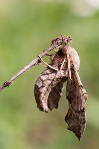 Close-up of plant against blurred background