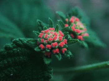 Close-up of red flower