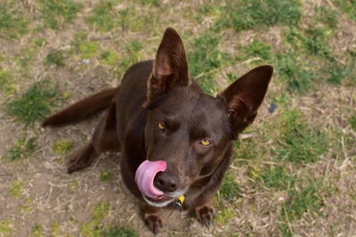 Close-up portrait of a dog