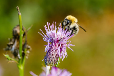 Close-up of bee on purple flower