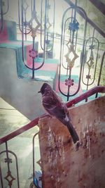 bird