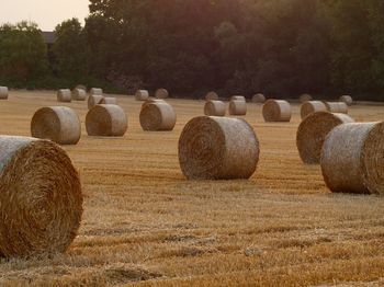 Hay bales on field