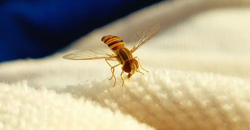 Close-up of insect on plant