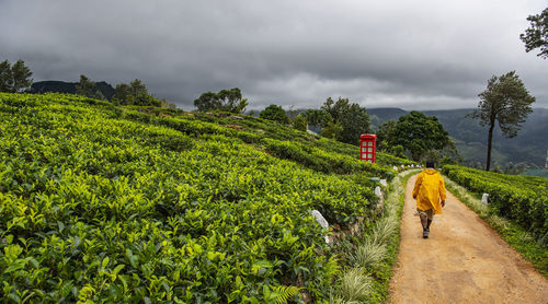 Man in yellow raincoat walking through tea plantation in sri lanka