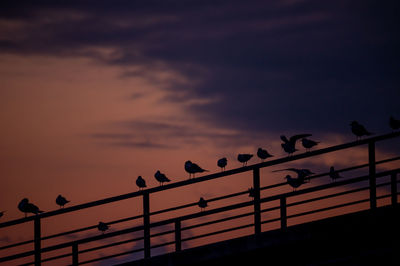 Low angle view of birds perching on railing against sky