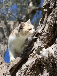 Close-up of lizard on tree trunk