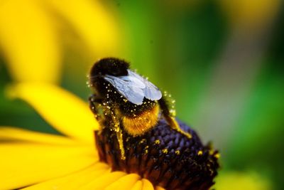 Close-up of bee on yellow flower