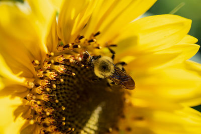 Close-up of bee pollinating on flower