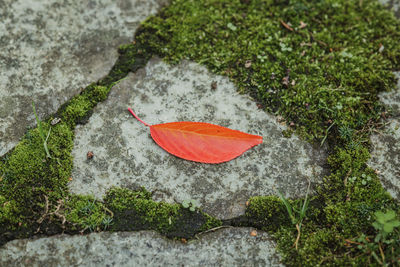 High angle view of orange flowers on rock