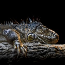 Close-up of lizard on black background