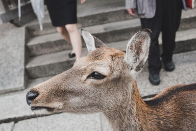 Close-up of deer in zoo