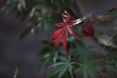 Close-up of maple leaves