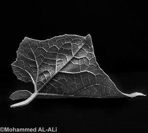 Close-up of dry leaf against black background