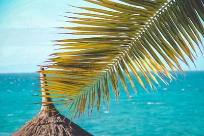 Close-up of palm tree by swimming pool