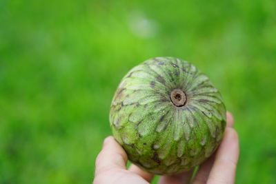 Close-up of hand holding fruit