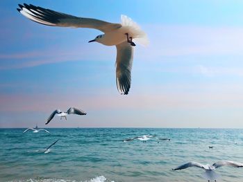 Seagulls flying over sea against sky