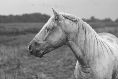 Close-up of horse against sky