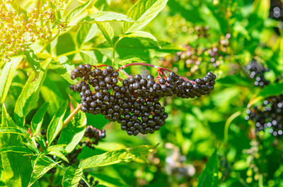 Large bunch of black elderberries. beautiful photo for illustrations. blurred background