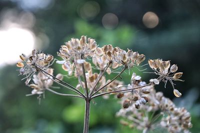 Close-up of white flowering plant