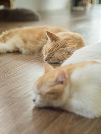 Close-up of cat sleeping on floor at home