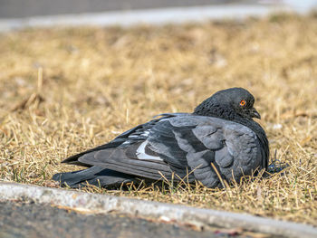 animal