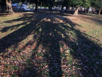 Shadow of tree in autumn