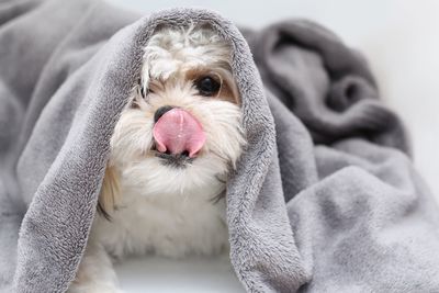 Close-up portrait of dog sticking out tongue