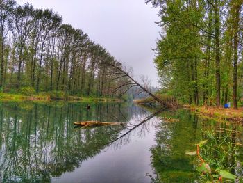 Scenic view of lake in forest