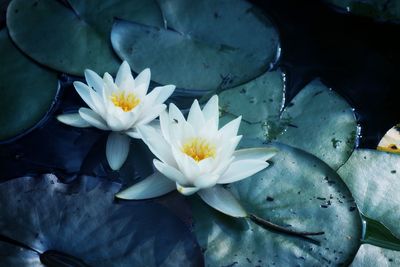 Close-up of white water lily in lake