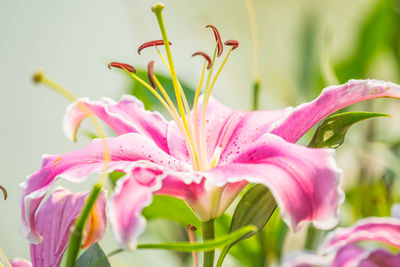 Close-up of pink lily flowers