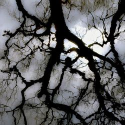 Low angle view of bare trees against sky