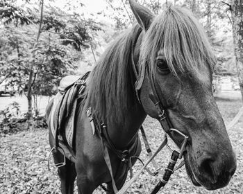 Horse in ranch