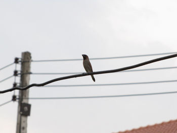 Low angle view of bird perching on cable against clear sky