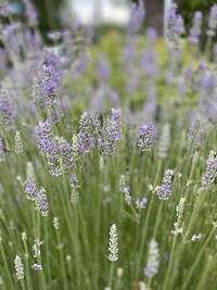 Close-up of purple flowering plants on field