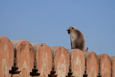 Low angle view of sheep on roof against clear blue sky