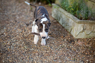 Portrait of puppy on field