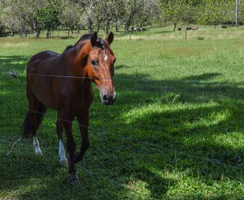 Horse standing on field