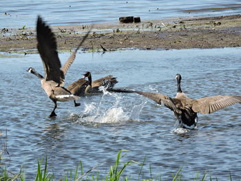 Ducks swimming in lake