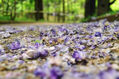 Close-up of purple crocus flowers