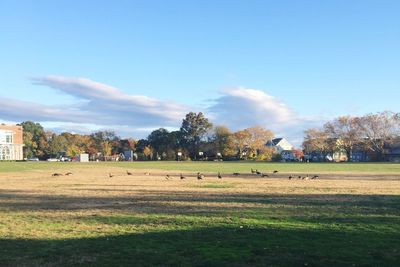 Trees on grass against sky