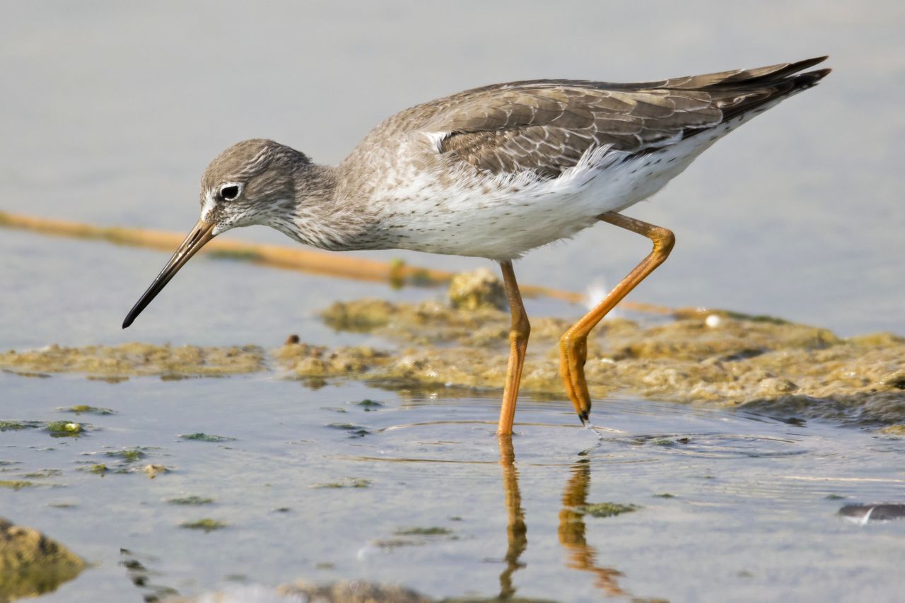 bird, one animal, water, nature, animals in the wild, animal wildlife, animal themes, side view, beach, no people, sea, day, outdoors, beauty in nature, close-up