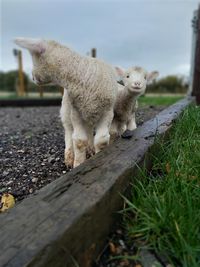 View of a sheep on field