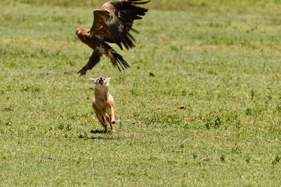 Fox hunting prey with eagle 