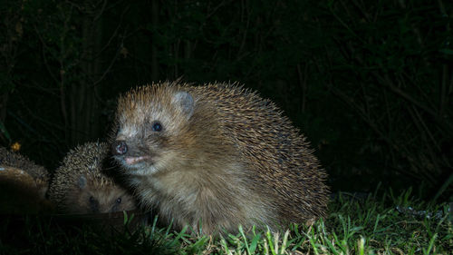 Close-up of an animal on field